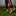 adidas Predator Elite Laceless FG - Solar Energy Pack (SP24)