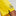 Puma 2022-23 Borussia Dortmund Shorts - Cyber Yellow
